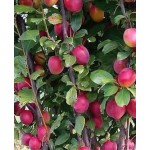 Саженец сливы колоновидной "Блю свит" Саженец сливы колоновидной "Блю свит"